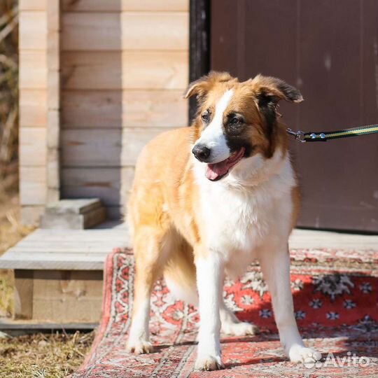 Добрейшая собака в добрые руки