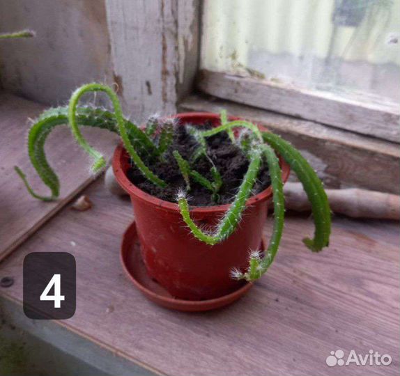 Каланхоэ цветущий, кактус ампельный