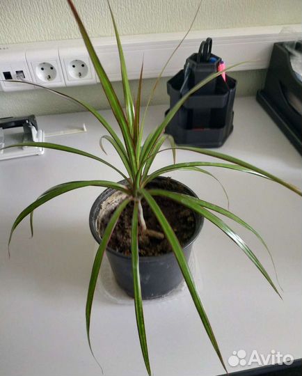 Пальмочка в горшке