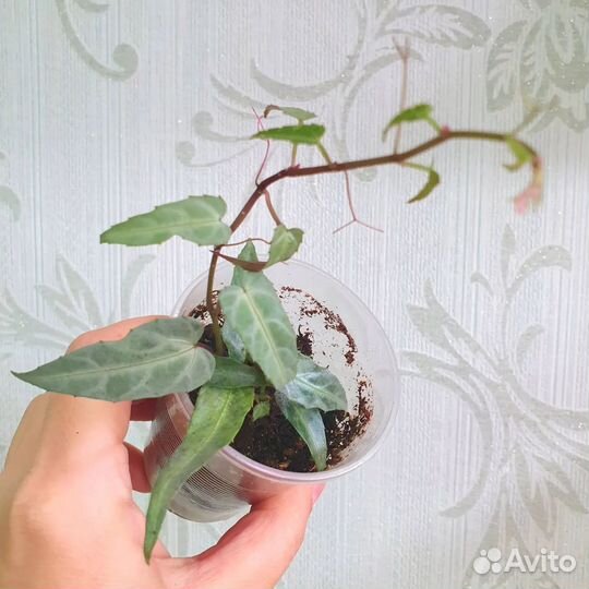 От 10.09. Комнатные растения, цветы