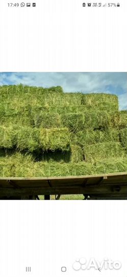 Сено в квадратных тюках