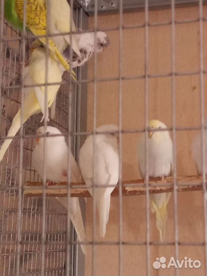 Птенцы попугаев