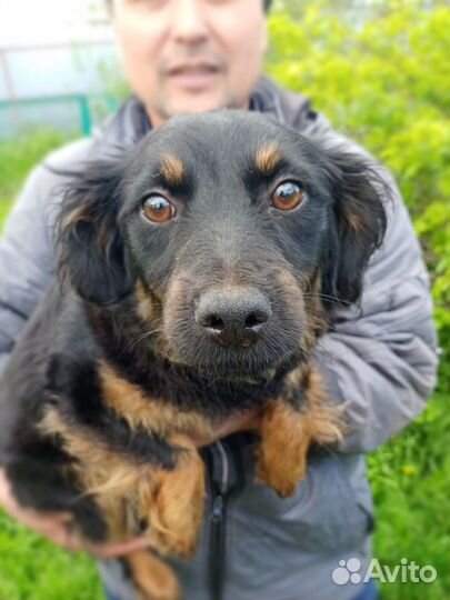 Собака в добрые руки