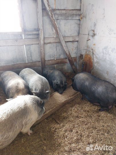 Хряк и Вьетнамские вислобрюхие свиньи