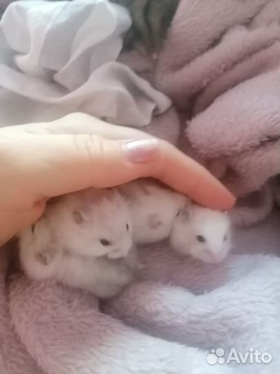 Джунгарские хомяки бесплатно