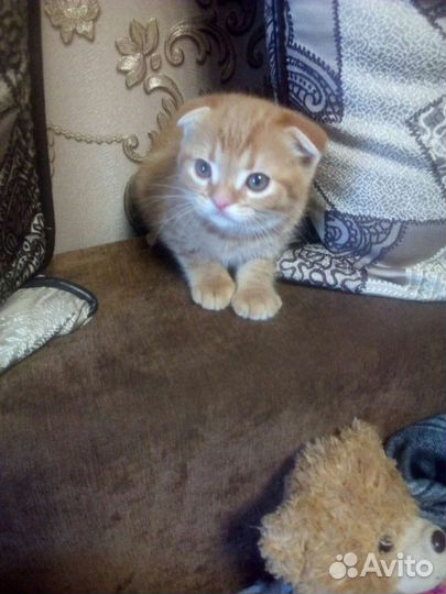Шотландские котята