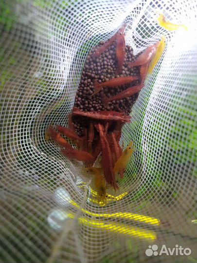 Креветки Вишни сомики