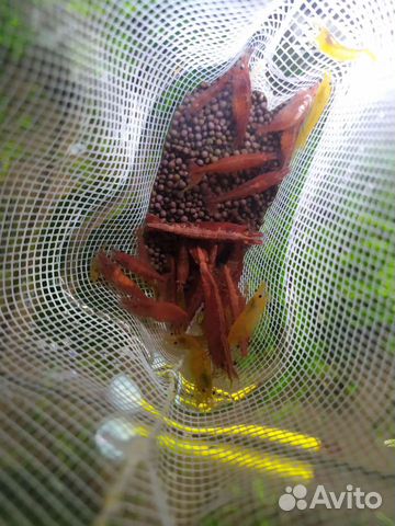 Креветки Вишни сомики