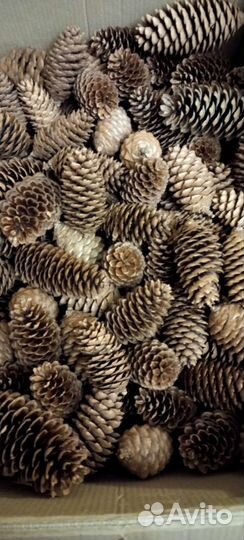 Шишки еловые