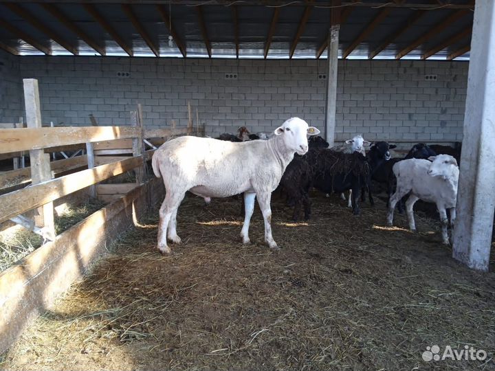 Овцы бараны