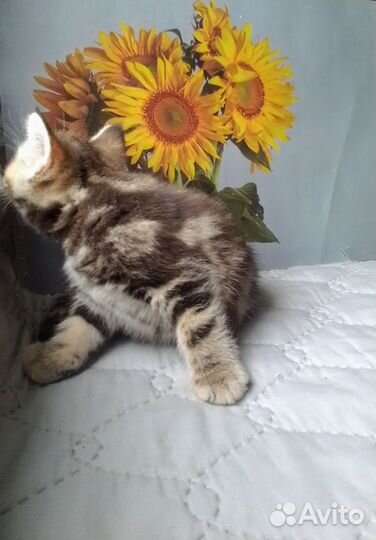 Британские котята