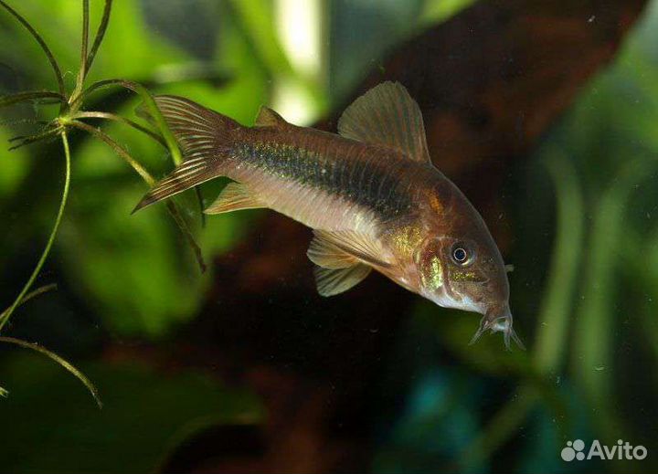 Коридорас золотистый - Corydoras aeneus