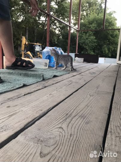 Найден котенок девочка