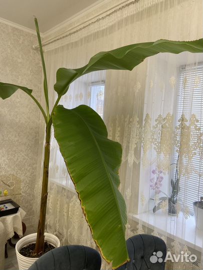 Банановая пальма