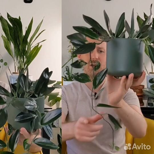 Хойя вайети триколор/ банан/ сциндапсус/ сингониум