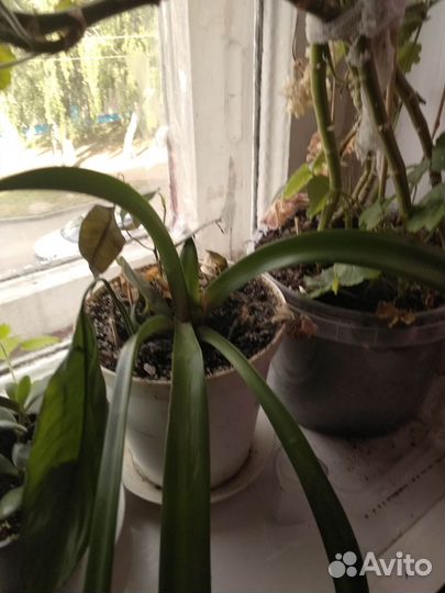 Продаю комнатны