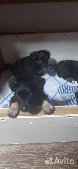 Щенки, в добрые руки, 1 месяц