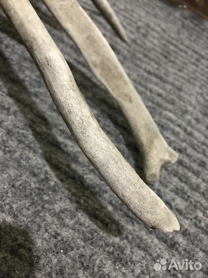 Продам рога оленя