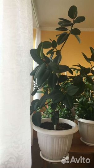 Фикус каучуконосный