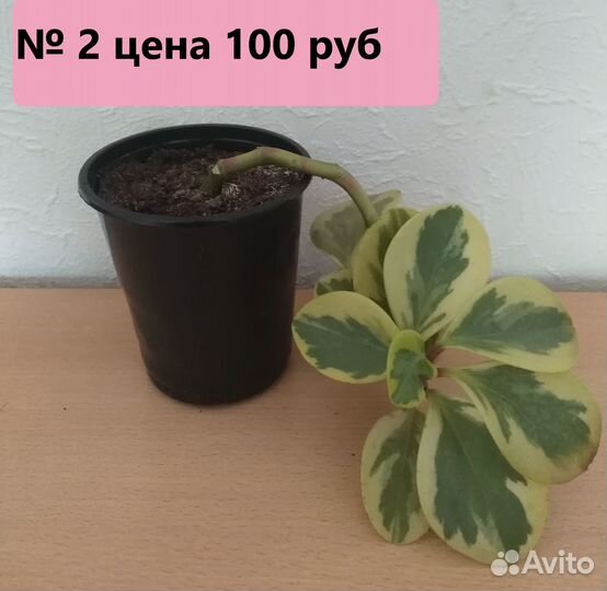 Пеперомия пестролистная