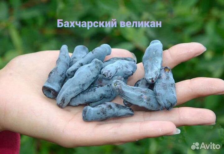 Жимолость съедобная лучших сортов