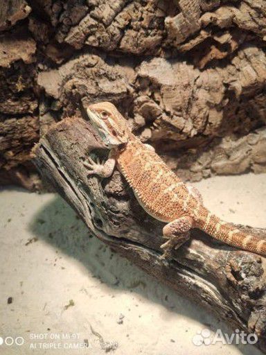 Передержка рептилий