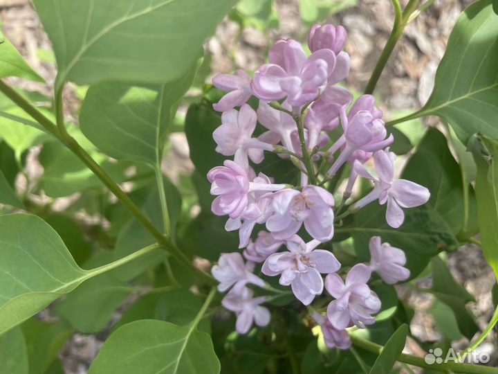 Сирень Красавица Москвы