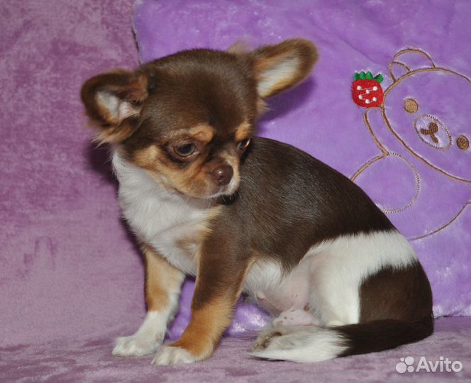 Самарский бриллиантик