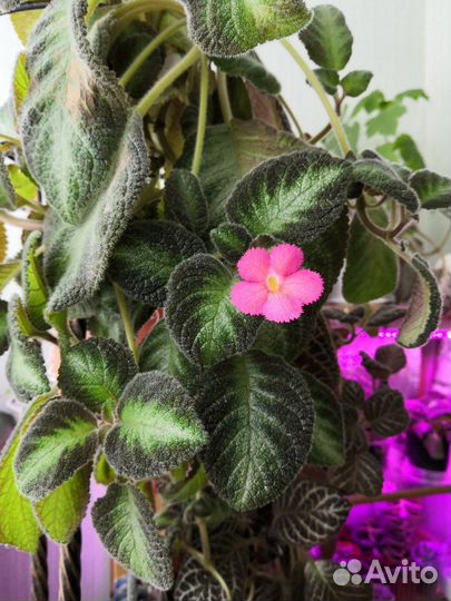 Эписции список обновлён 01.04.23