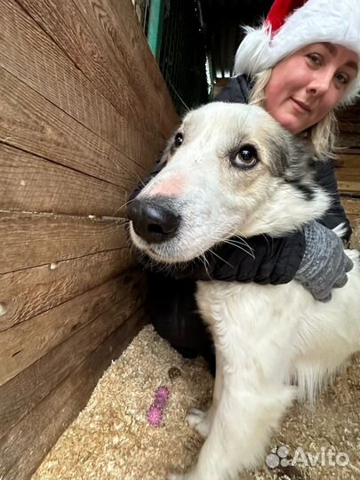 Шикарный Шмель одинок в приюте