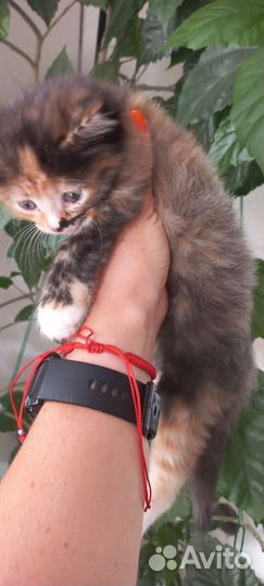 Котёнок ищет новый дом