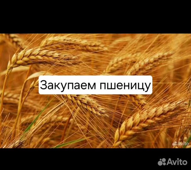 Зерно пшеница