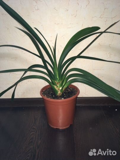 Кливия оранжевая