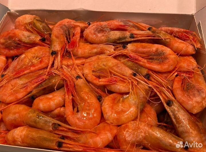 Креветка северная. Улов 2023. Без посредников