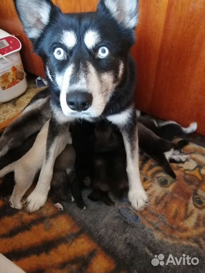 Щенки помесь с хаски