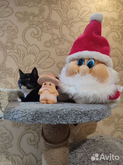 Передержка кошек на время отпуска