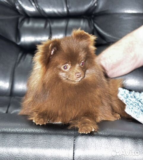 Мини девочка померанского шпица коричневого окраса