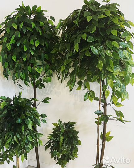 Фикус. Искусственный фикус