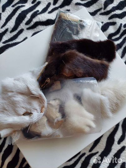 Шкурка животного