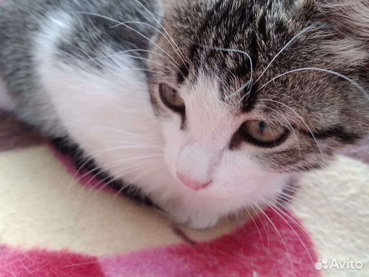 Котенок в добрые руки