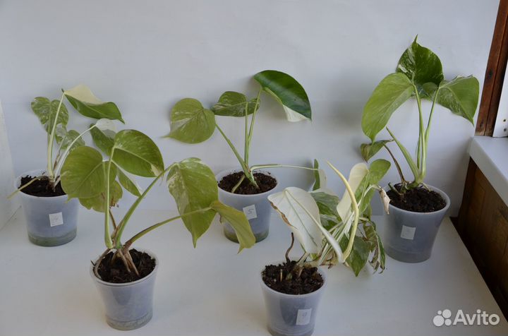 Монстера Альба