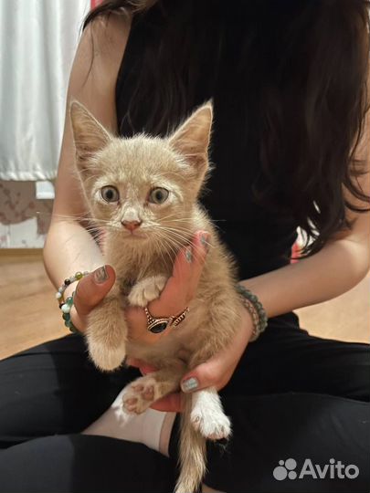 Рыжий персиковый котенок