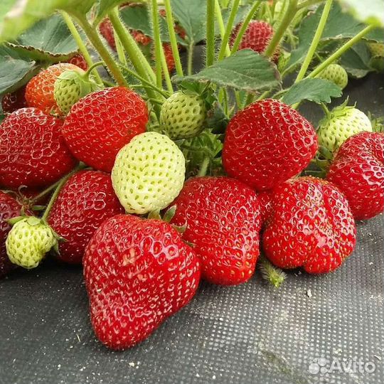 Клубника Клери саженцы