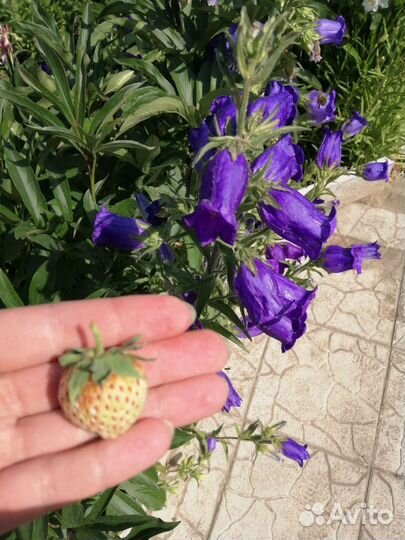 Белая клубника