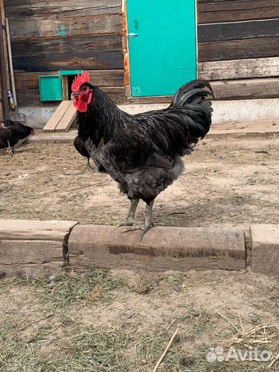 Джерсийский гигант