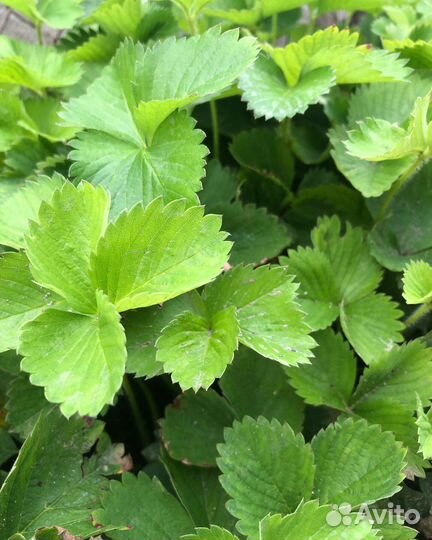 Рассада клубники Альба, Альбион