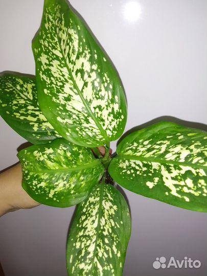 Диффенбахии, Анлаонемы