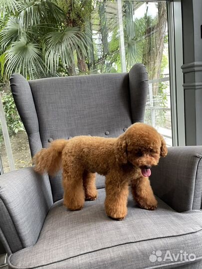 Мальтипу мини f2 для вязки Цена договорная