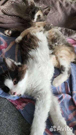 Отдаем 2х замечательных котят