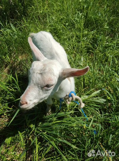 Чистокровный зааненский козлик 3 мес, козье молоко